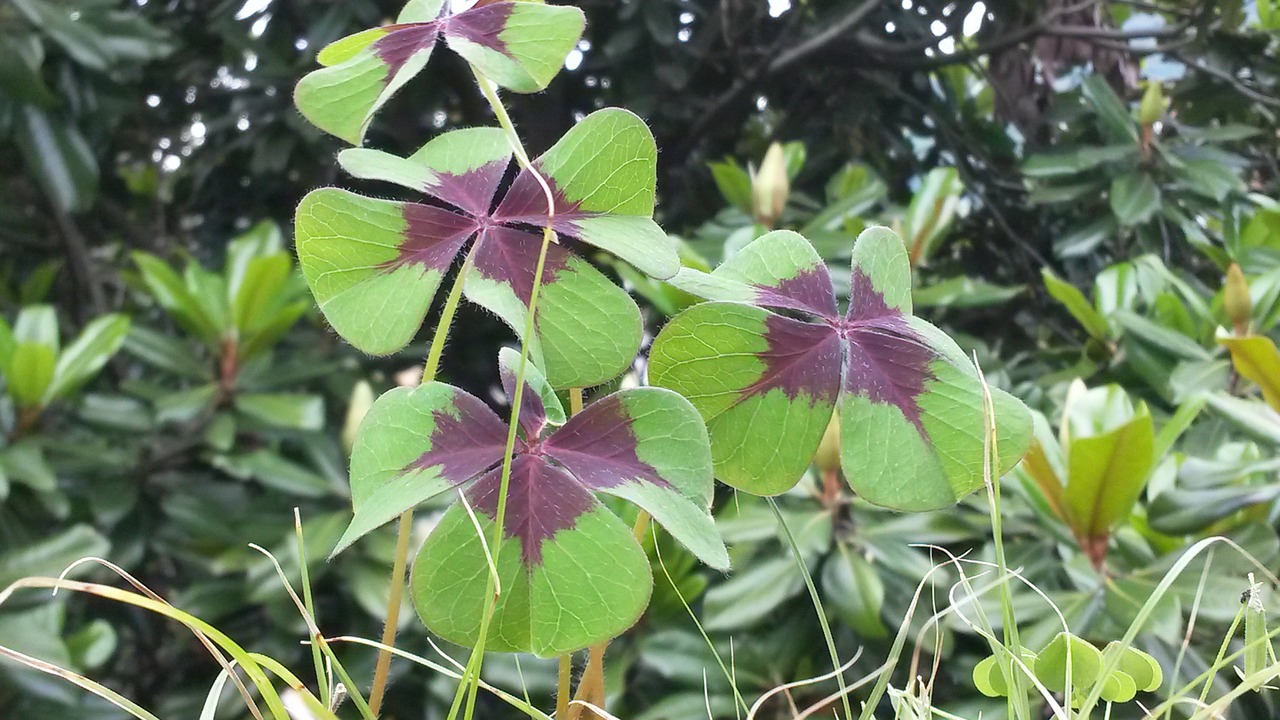 four-leaf clover luck green free photo