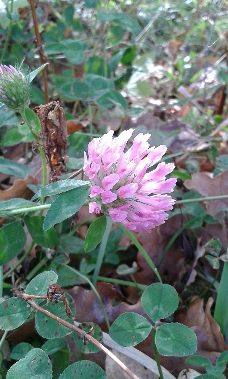 four-leaf clover nature flower free photo