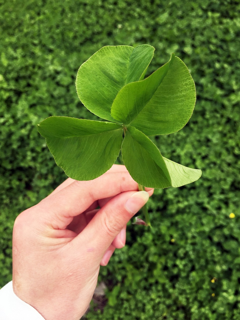 four-leaf clover  lucky  green free photo
