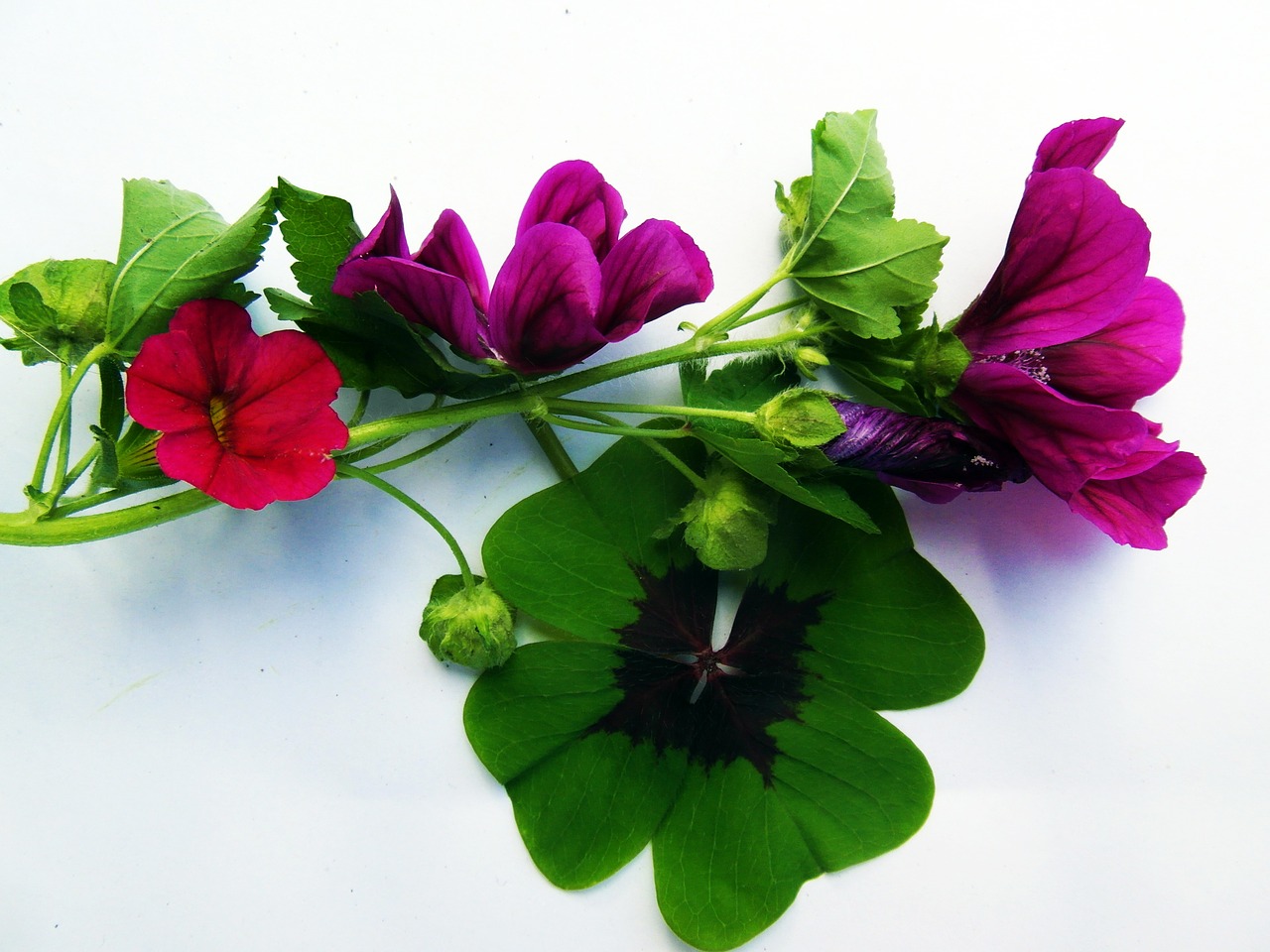 four leaf clover flowers luck free photo