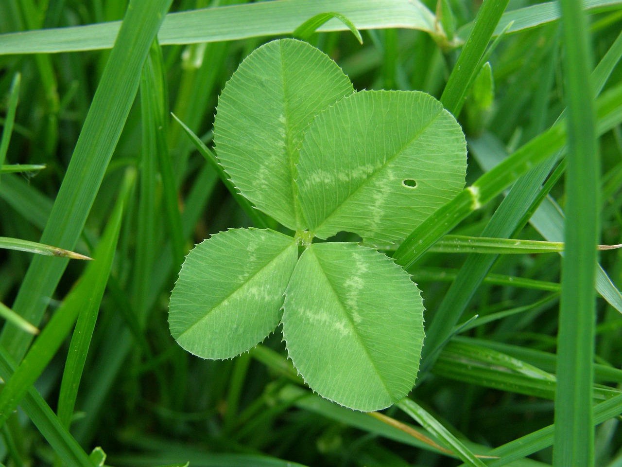 four leaf clover luck green free photo