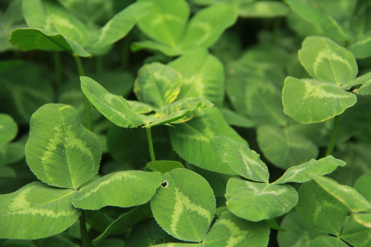 four leaf clover fresh green free photo