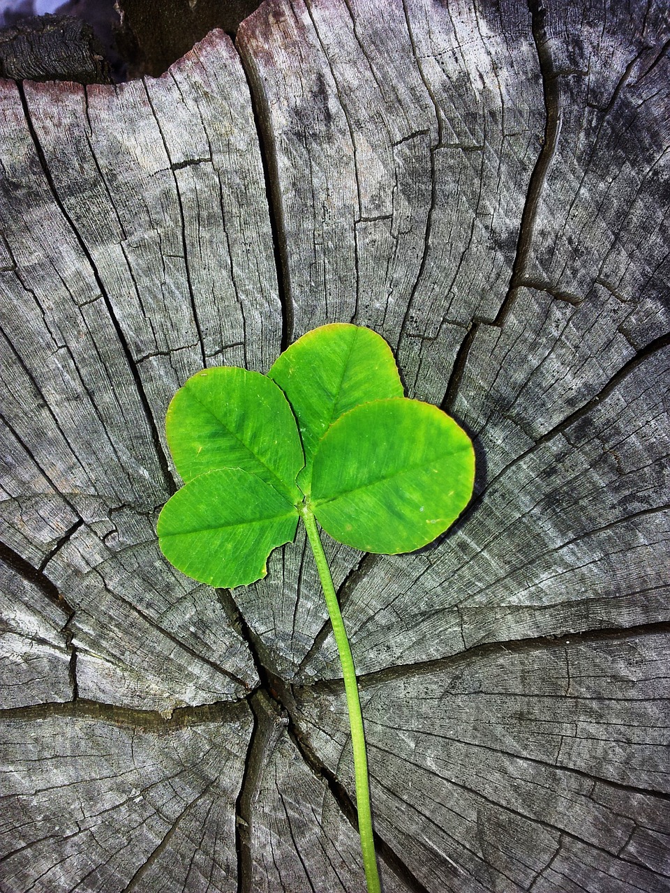 four leaf clover luck lucky charm free photo