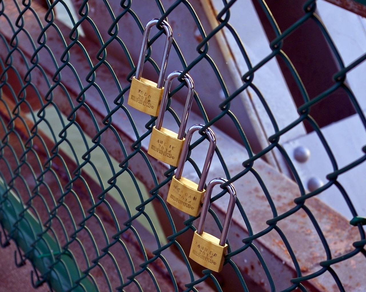 four love locks  love  padlock free photo