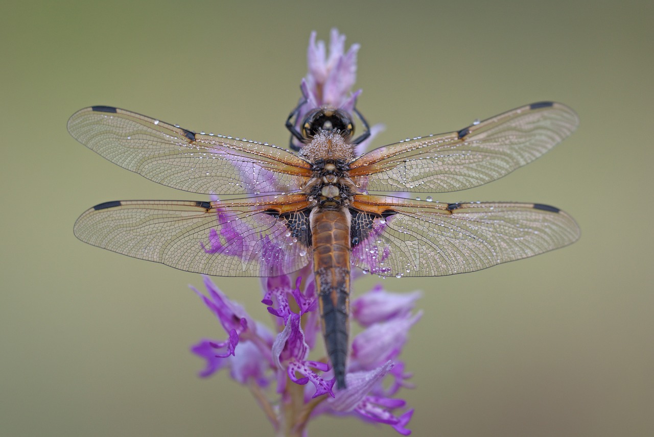 four patch dragonfly libellula quadrimaculata free photo
