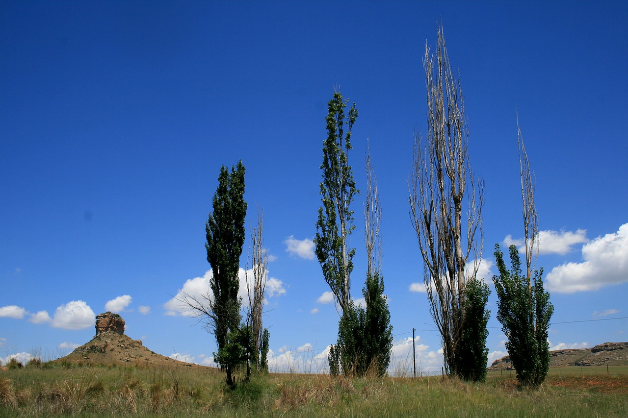 four poplars tall scragly free photo