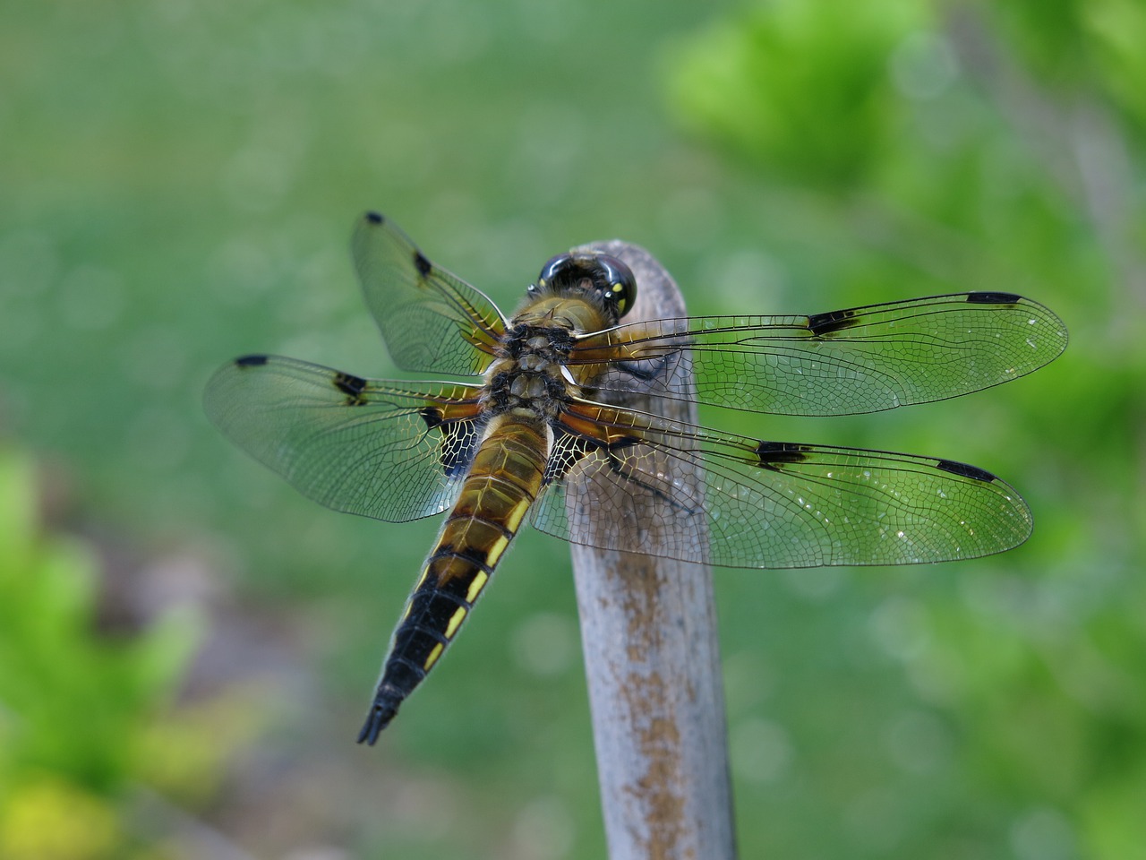four-spotted dragonfly  dragonflies  close up free photo