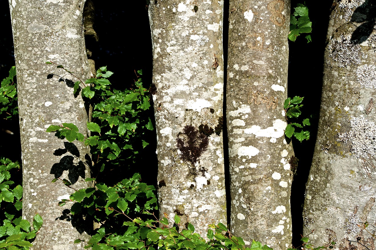 four trees tree trunks bark free photo