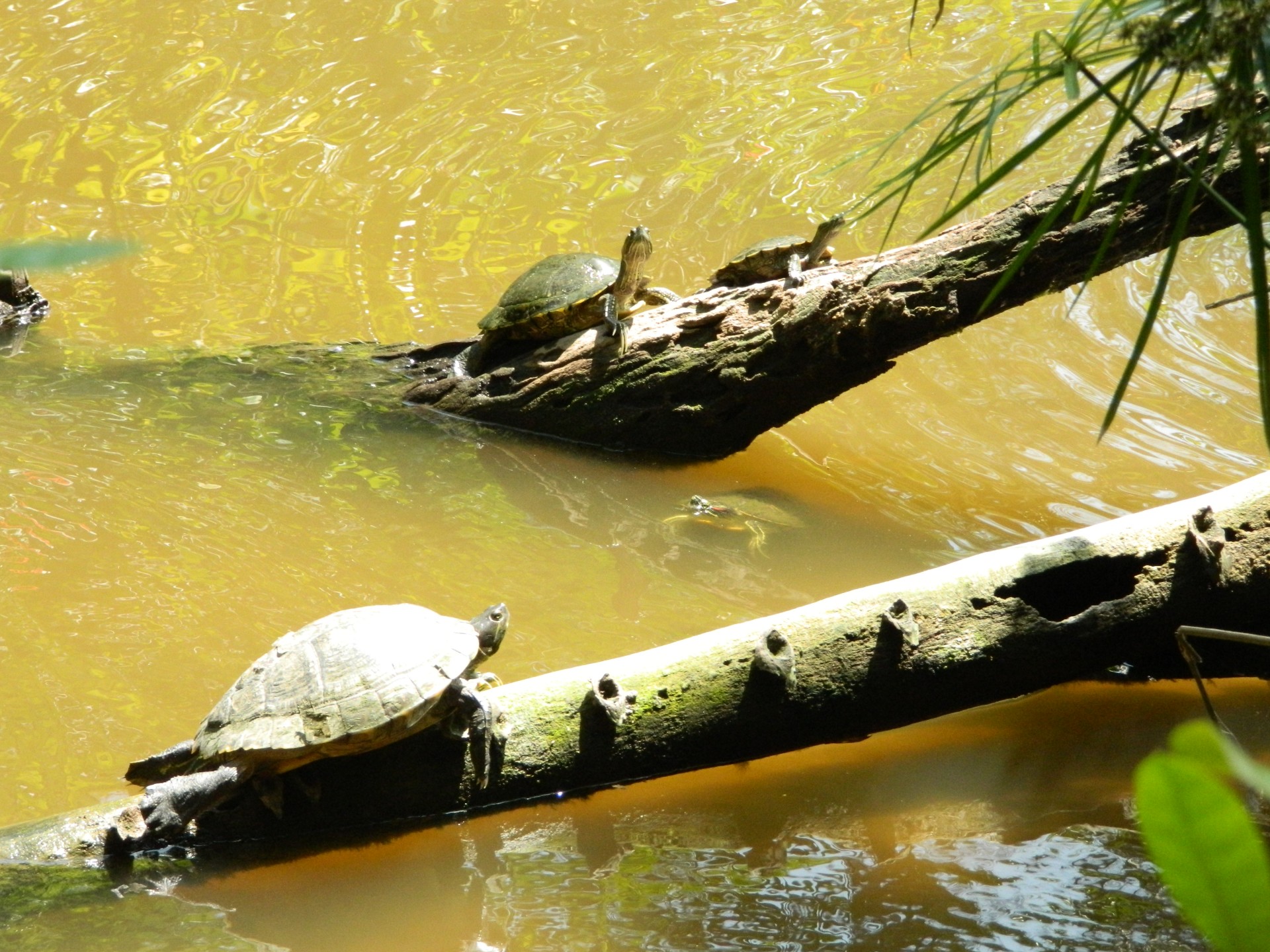 turtle turtles reptile free photo