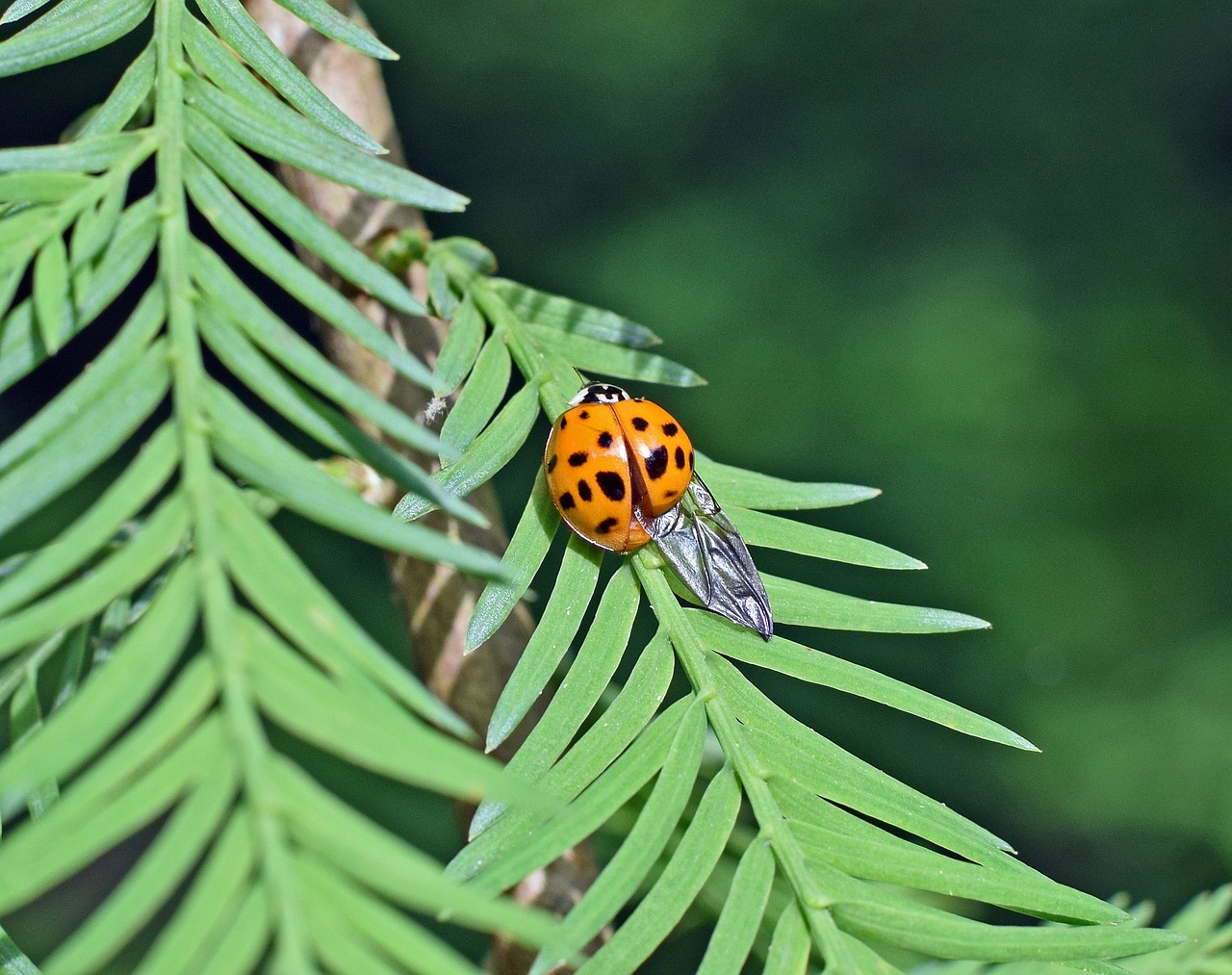 fouteeen-spotted ladybug insect free photo