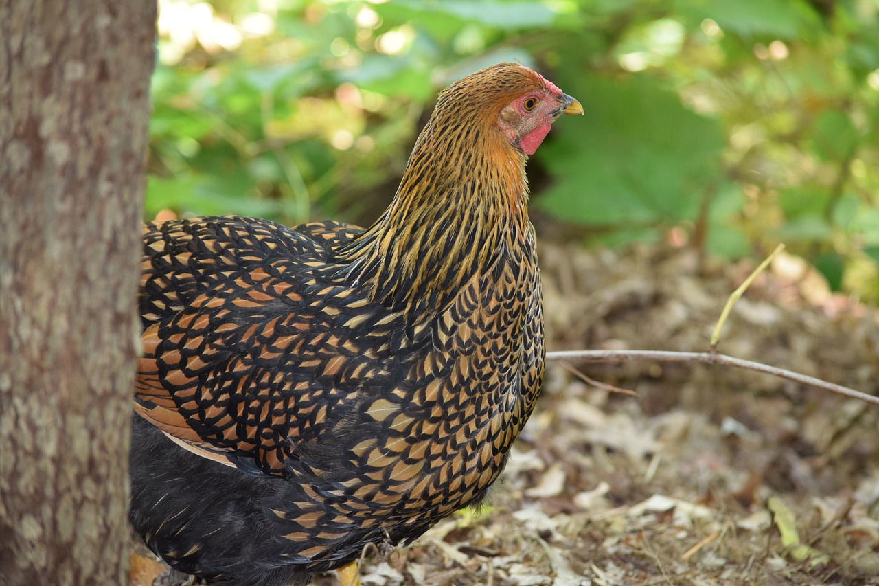 fowl hen chicken free photo