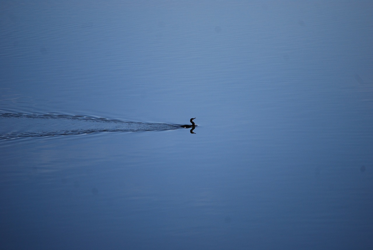 fowl waterbird duck free photo