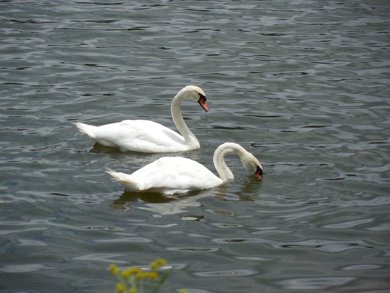 fowl swan bird free photo