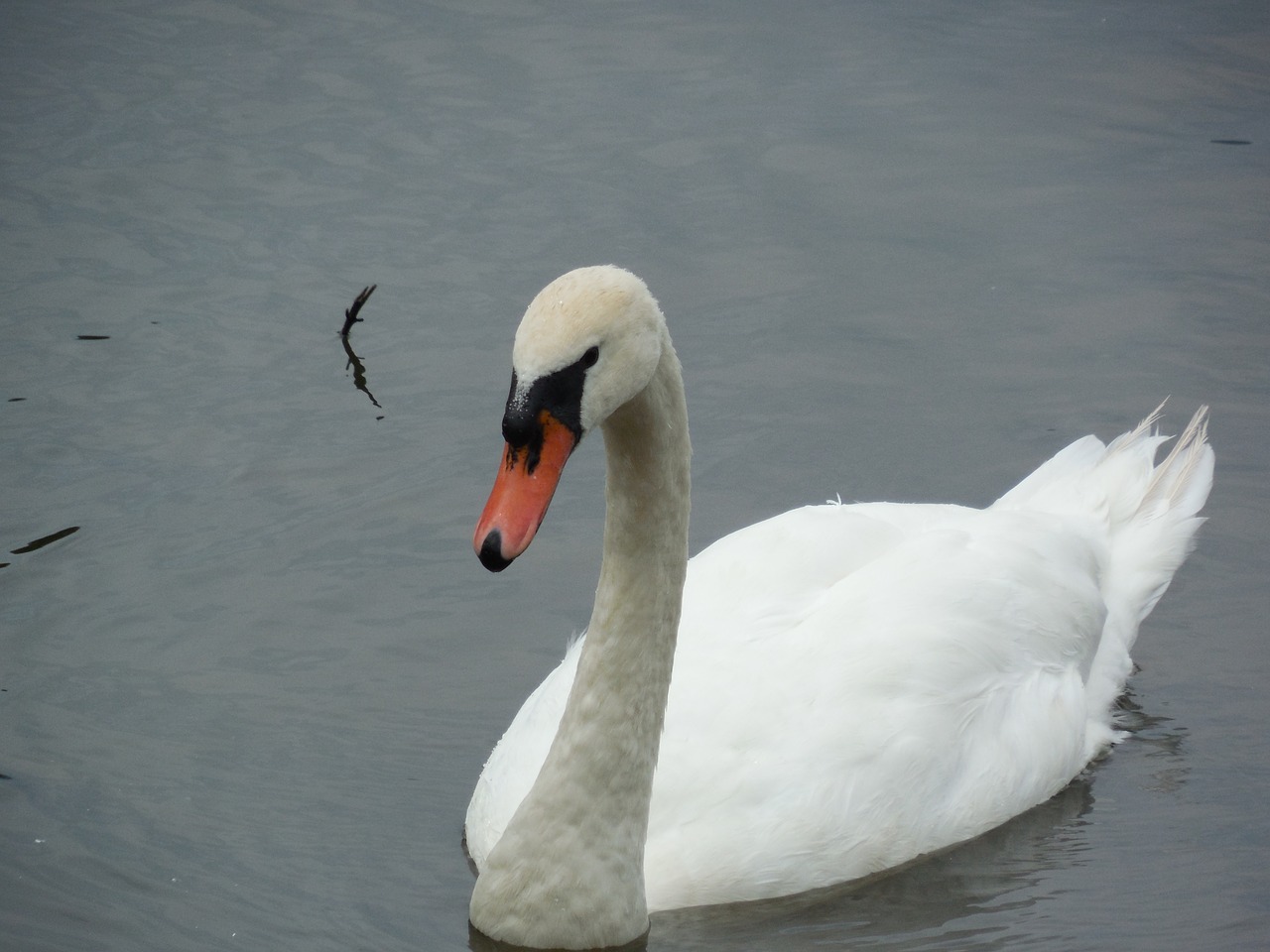 fowl swan bird free photo