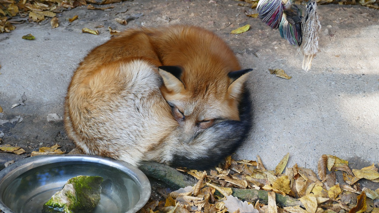 fox rest red free photo