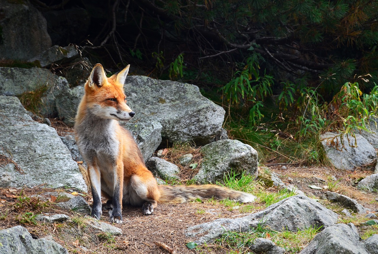 fox wildlife animal free photo