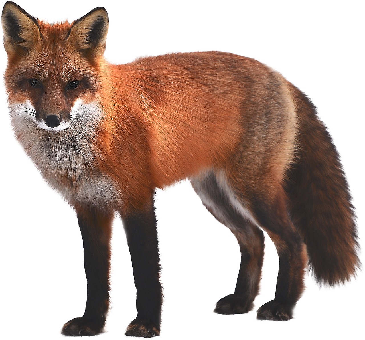 fox mammal wildlife free photo