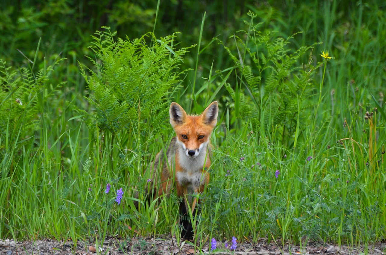 fox red fox wild free photo
