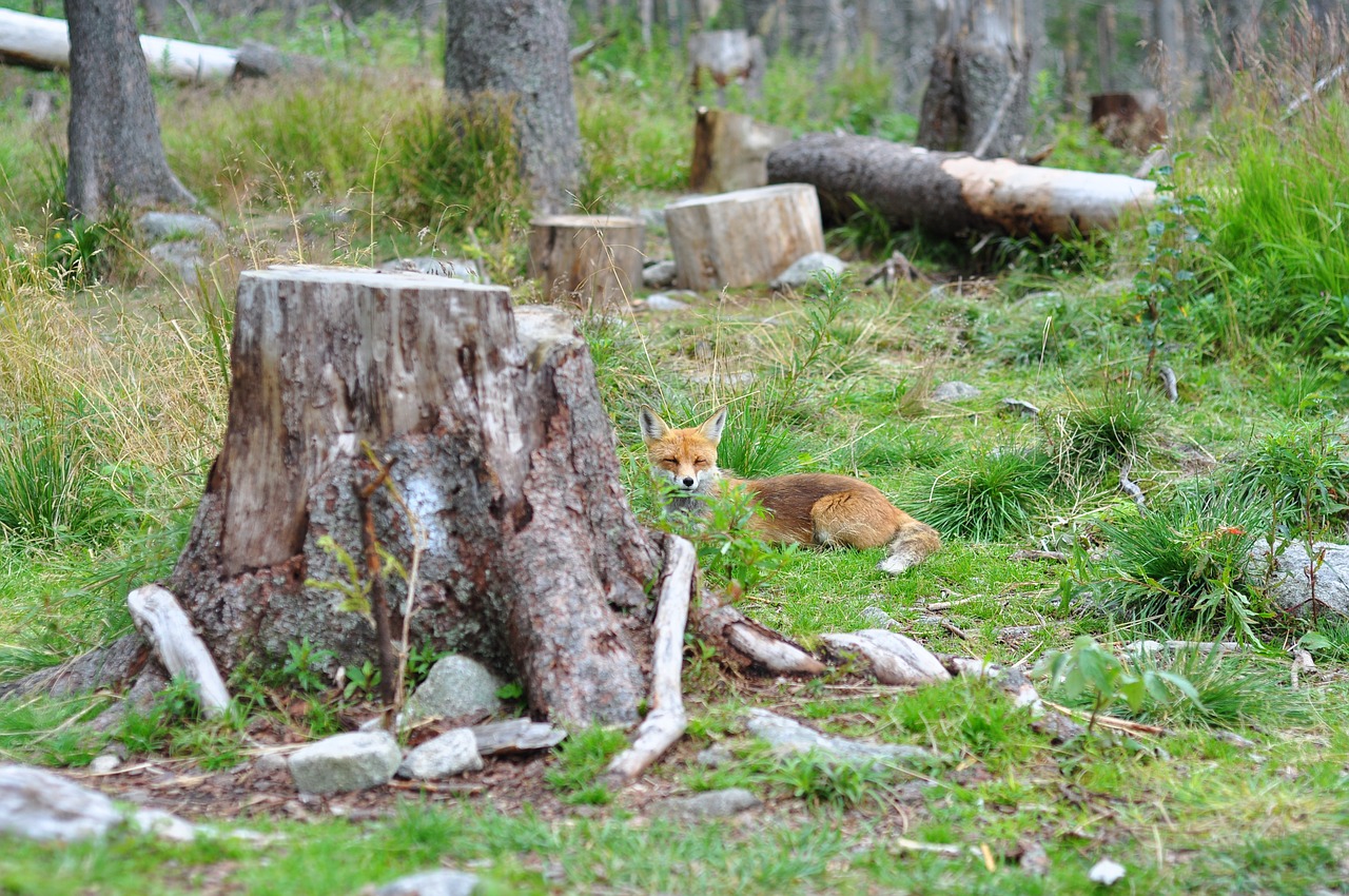 fox nature french toast free photo