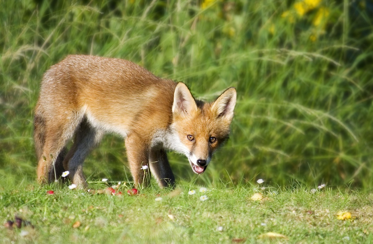 fox wildlife animal free photo