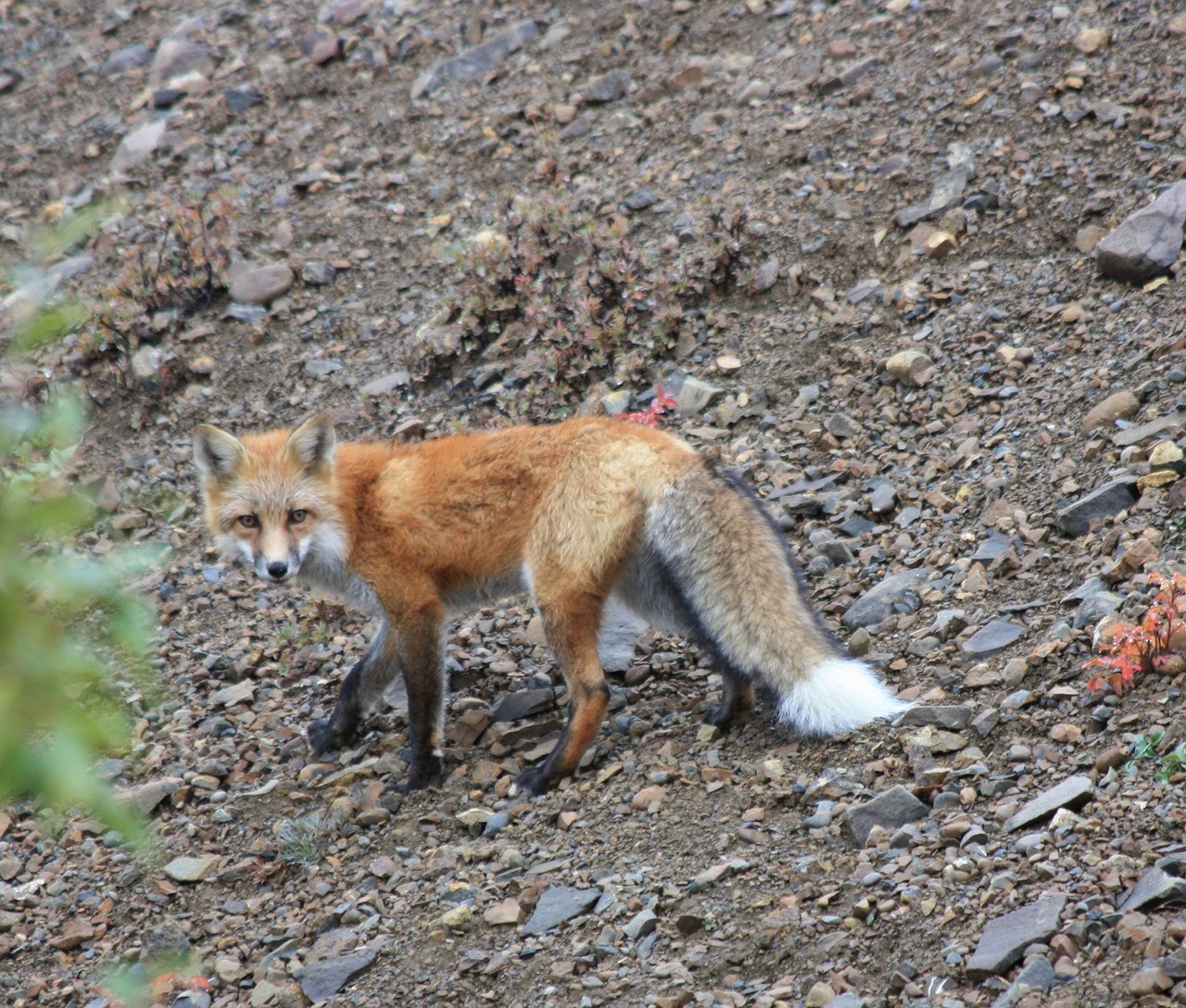 fox wildlife nature free photo