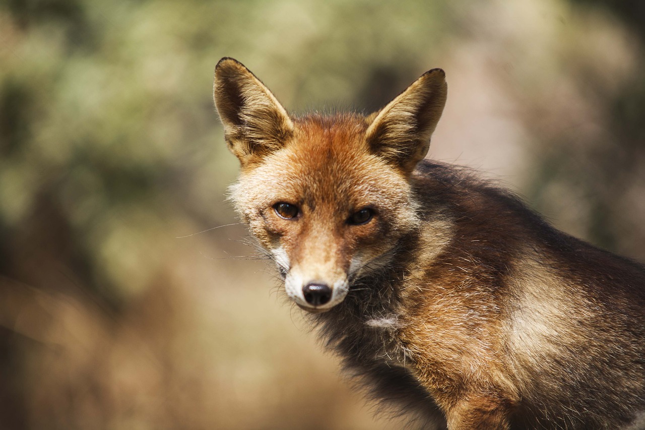 fox frontal dump free photo