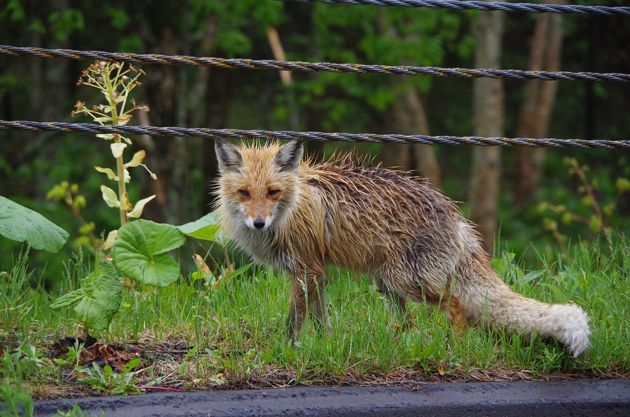fox wild hokkaido free photo