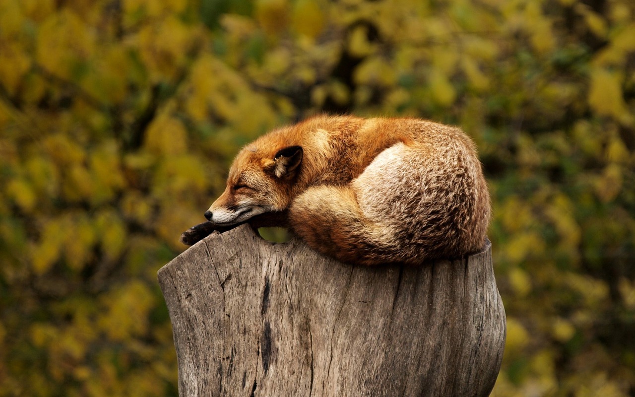 fox tree stump free photo