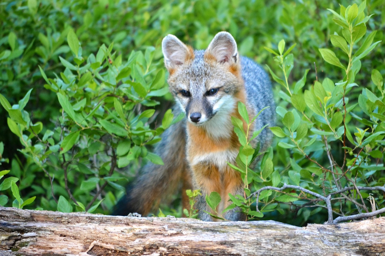 fox wildlife forest free photo