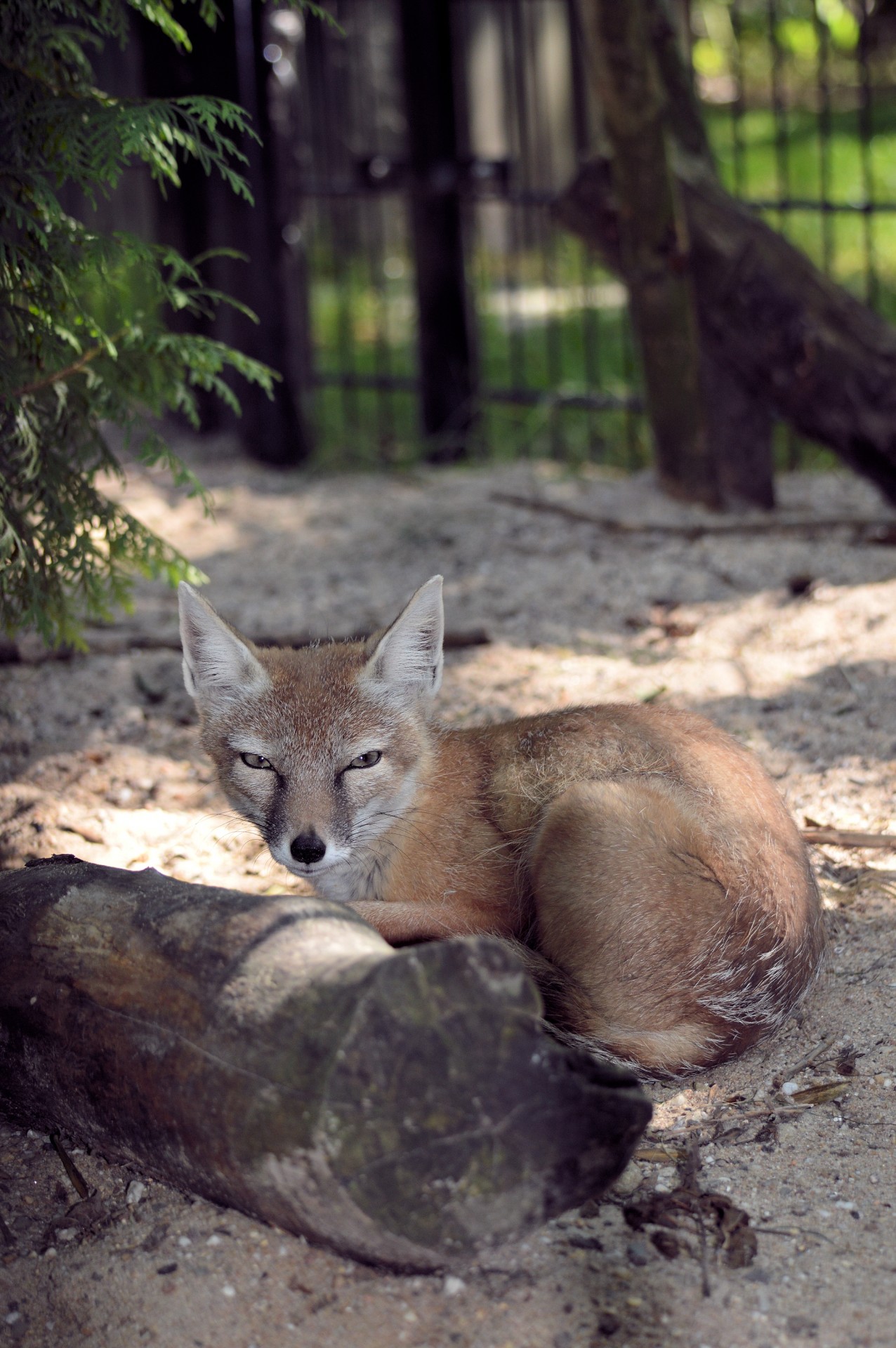 fox curious animal free photo