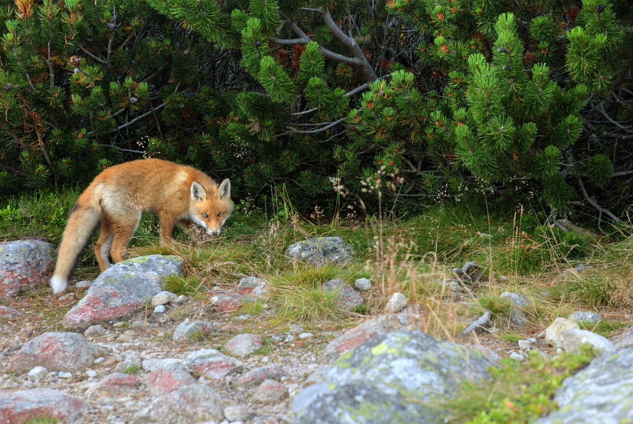 fox animal predator free photo