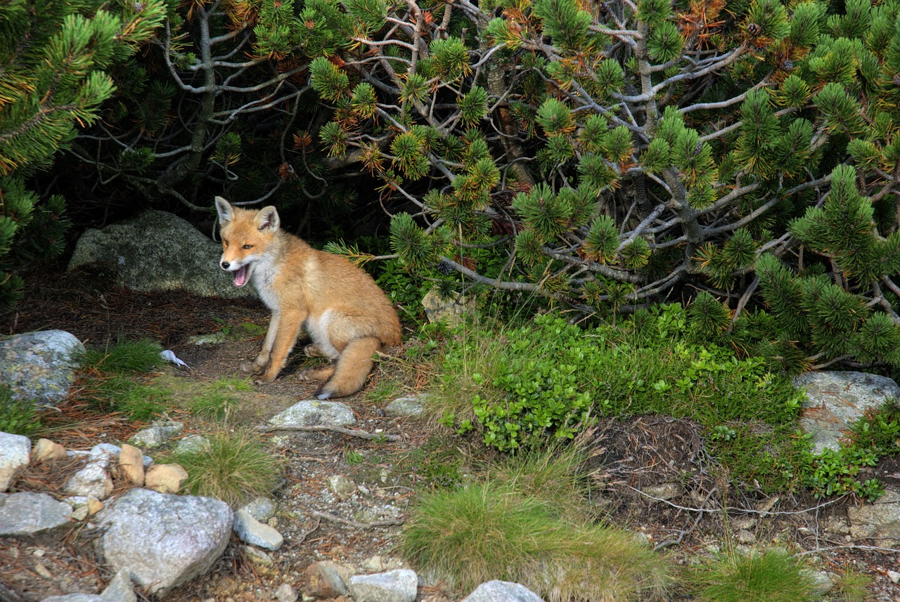 fox animal predator free photo