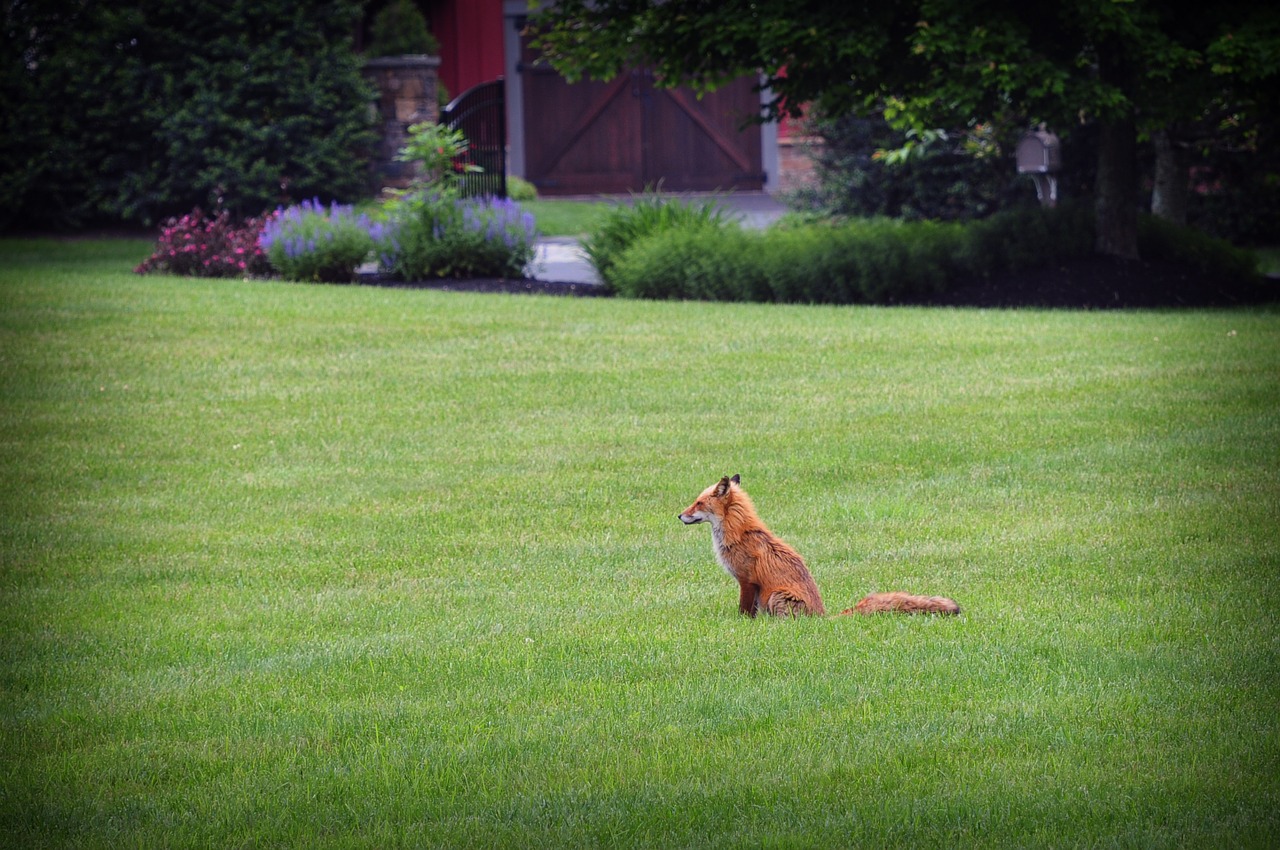 fox wildlife grass free photo