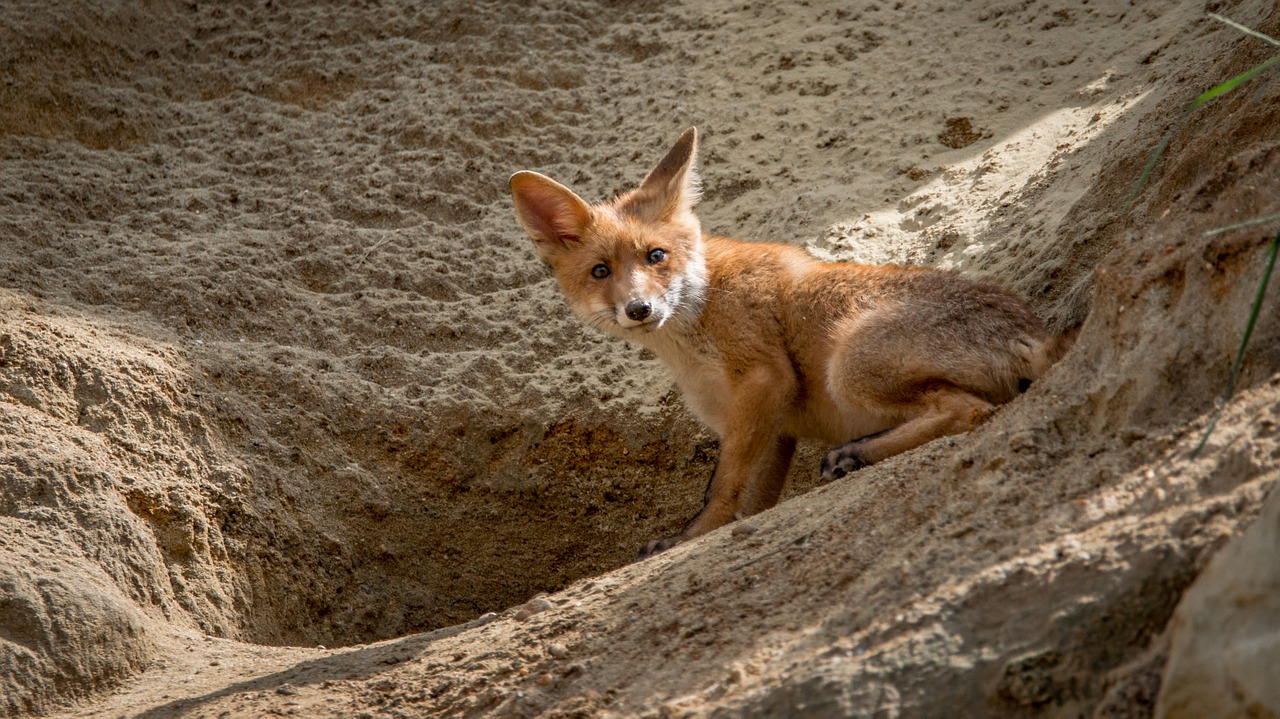 fox red fox vulpes vulpes free photo