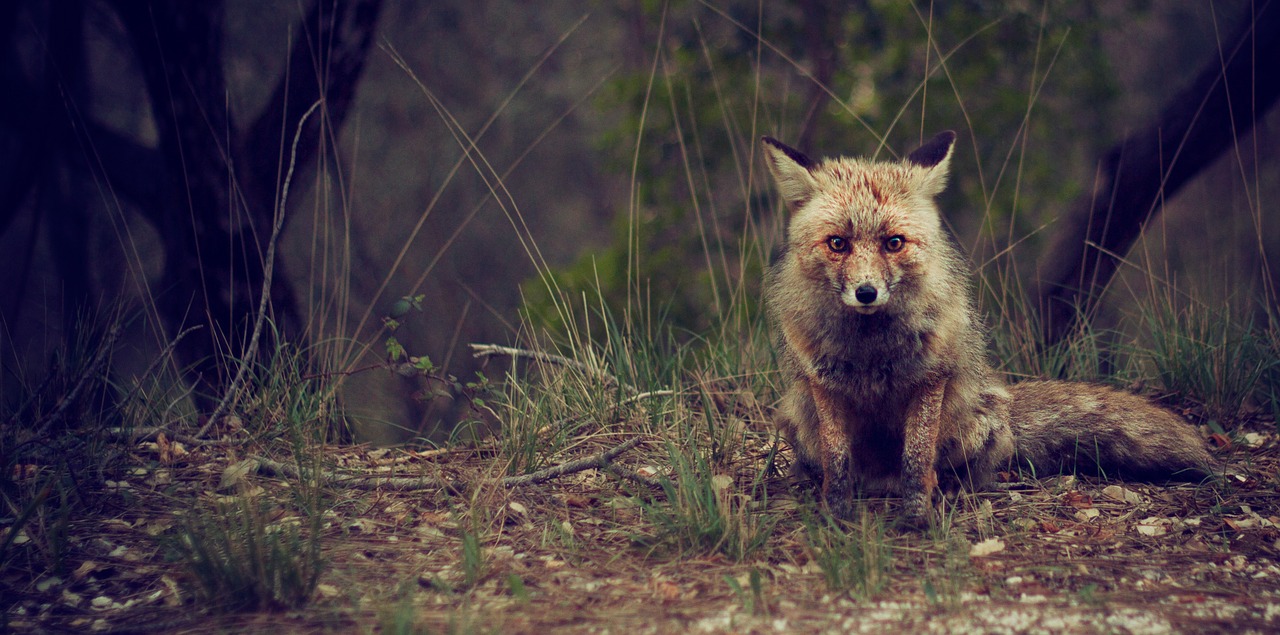 fox wildlife animal free photo