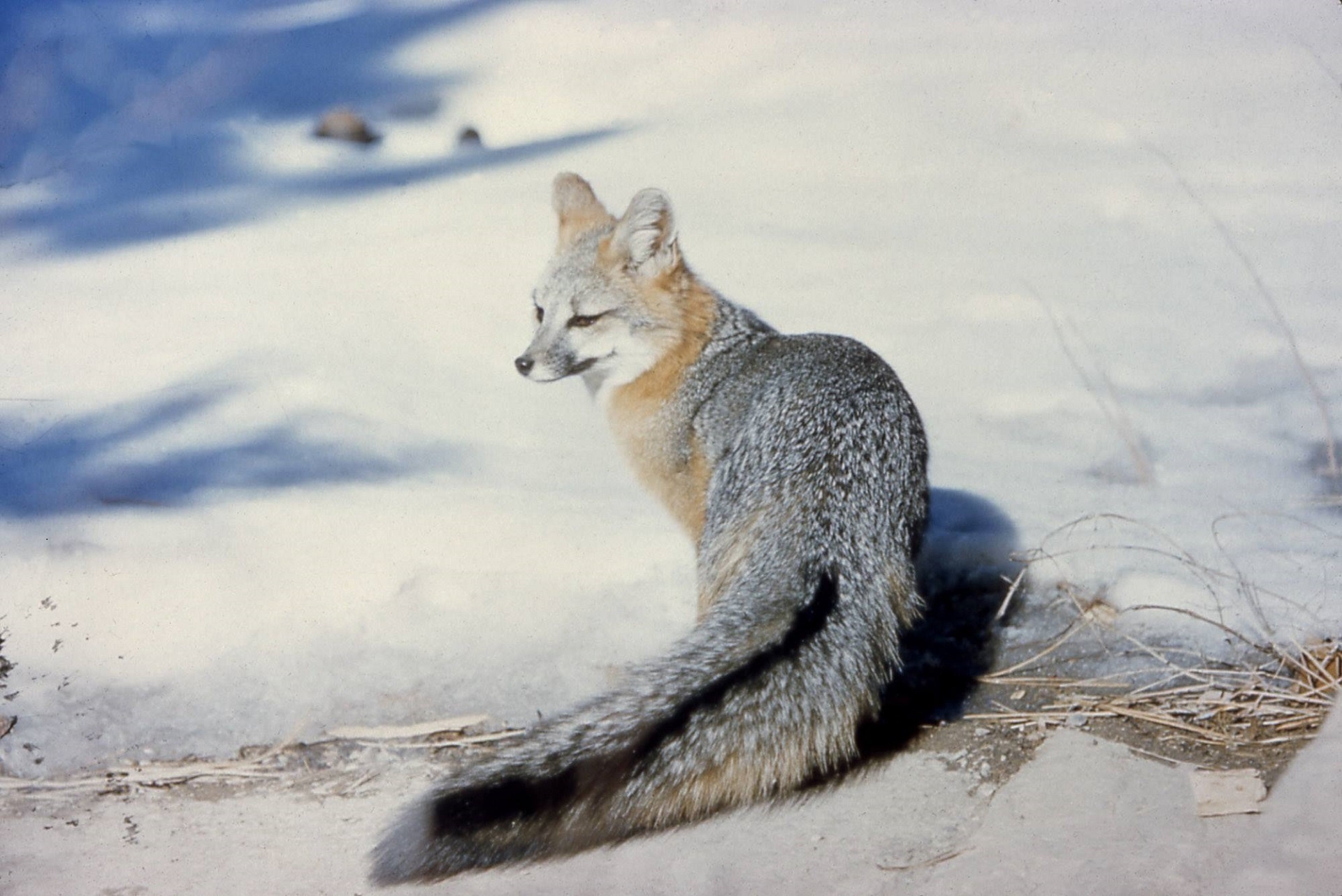 fox grey portrait free photo