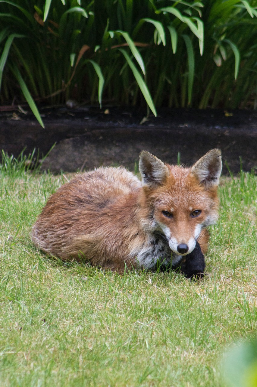 fox garden summer free photo