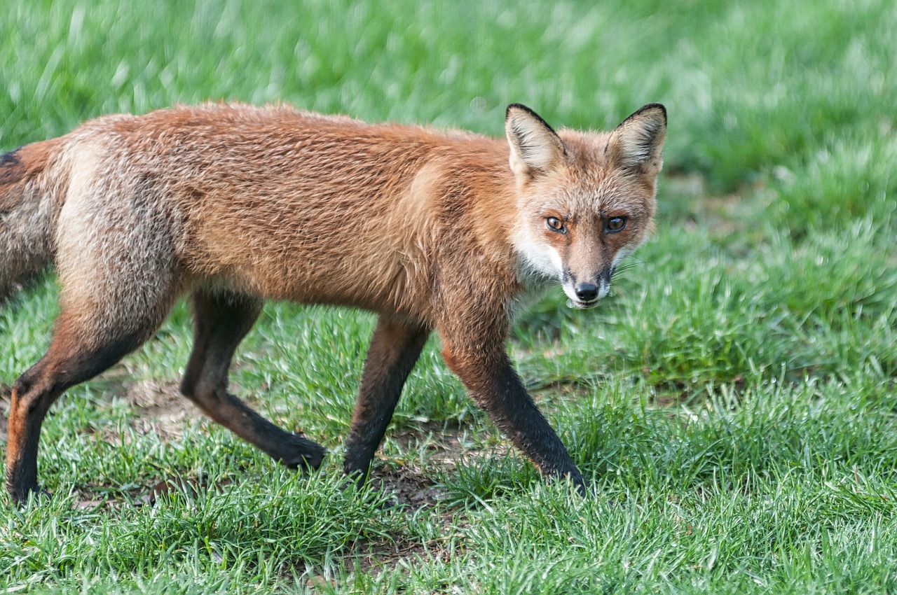 fox wildlife red free photo