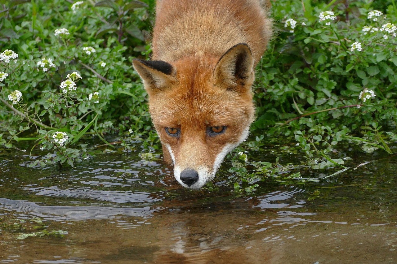 fox water nature free photo