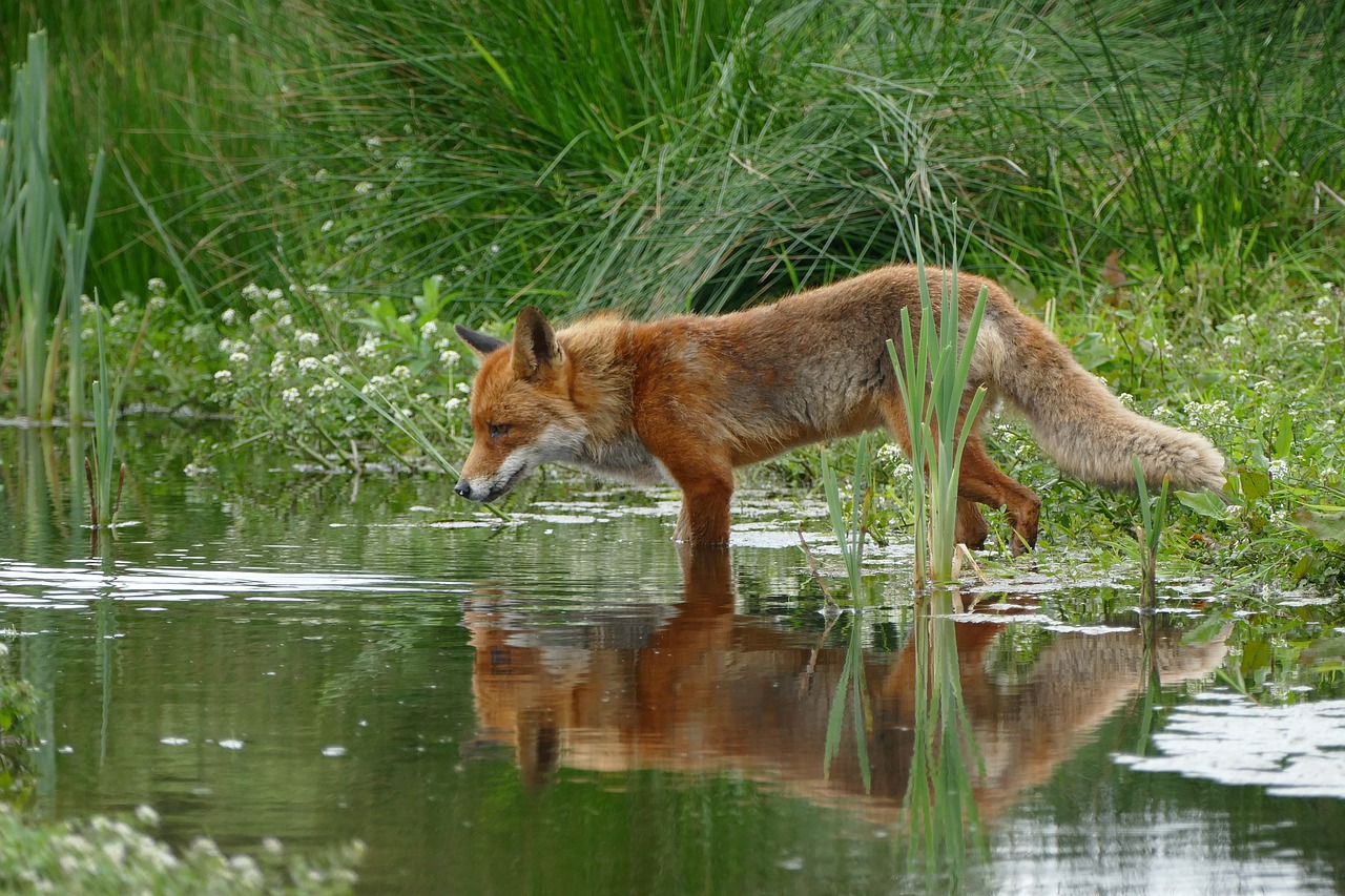 fox wild nature free photo