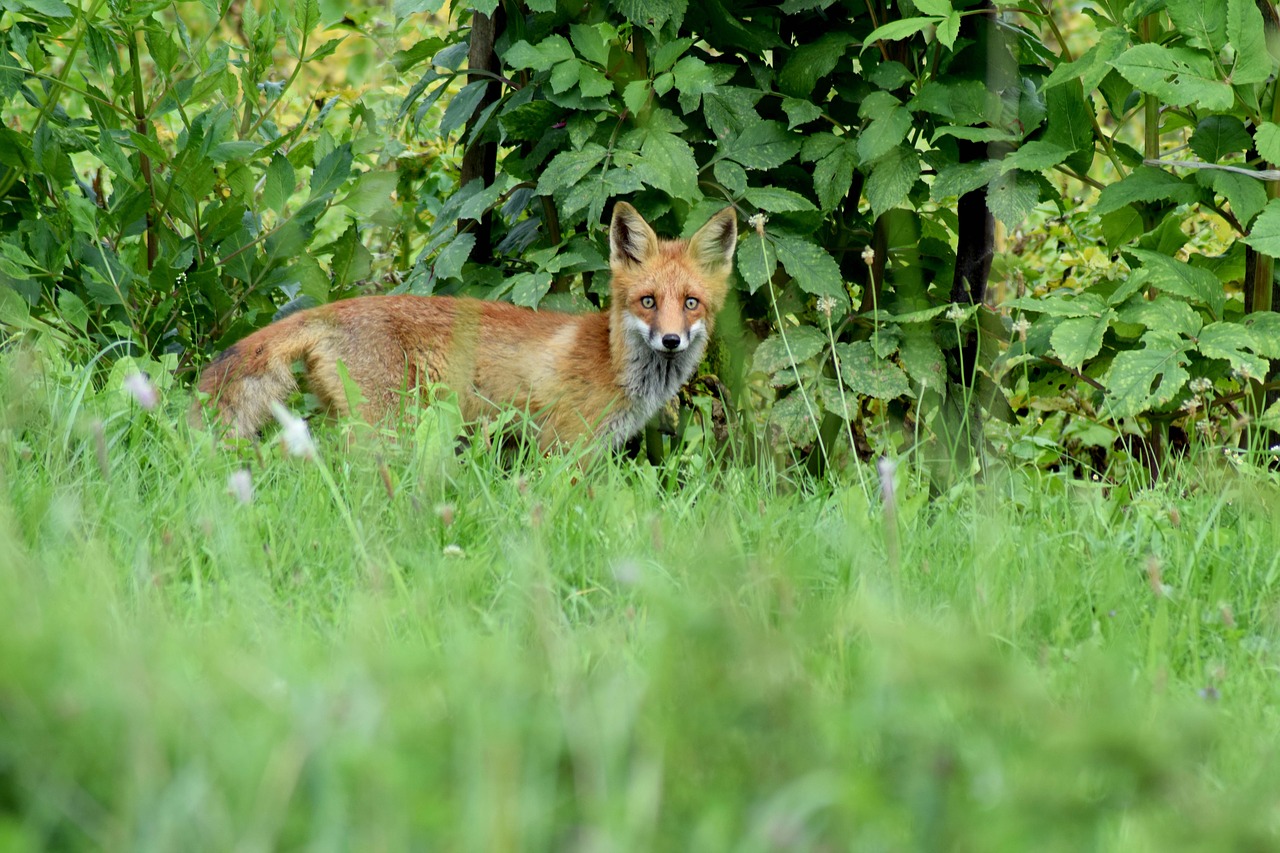 fox cute red fox free photo