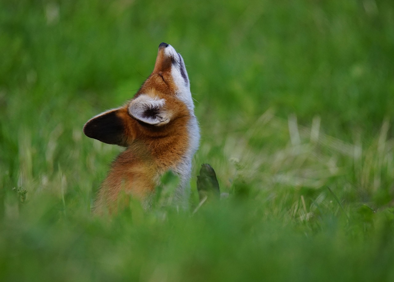 fox animal serfdom free photo