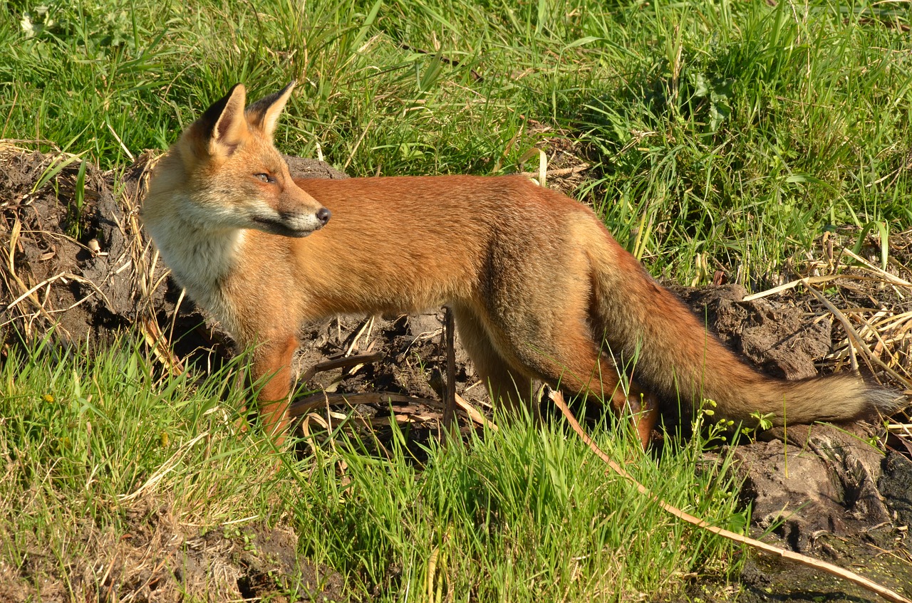 fox predator mammal free photo