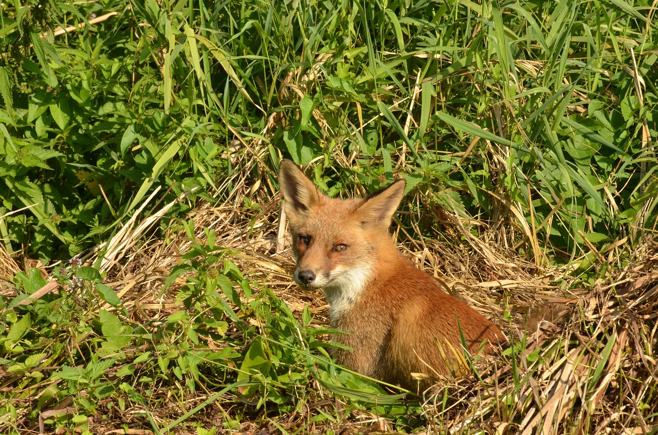 fox predator mammal free photo