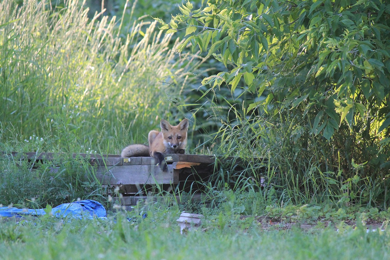 fox nature wild free photo