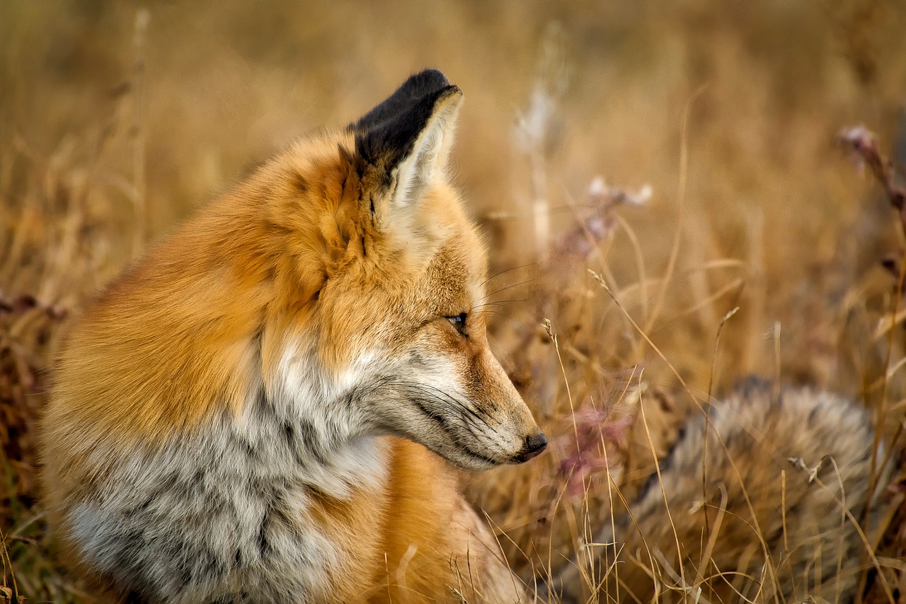 fox wildlife animal free photo