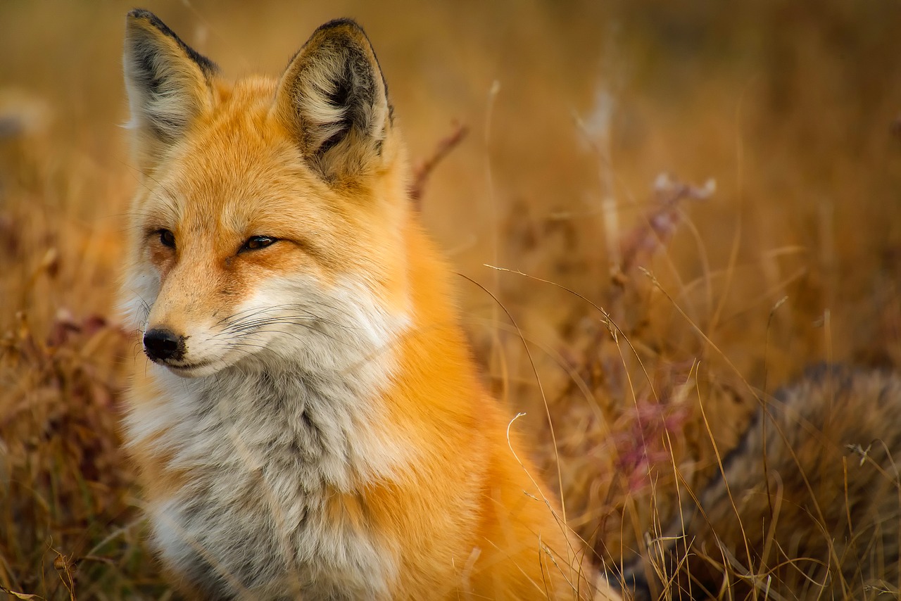 fox animal wildlife free photo