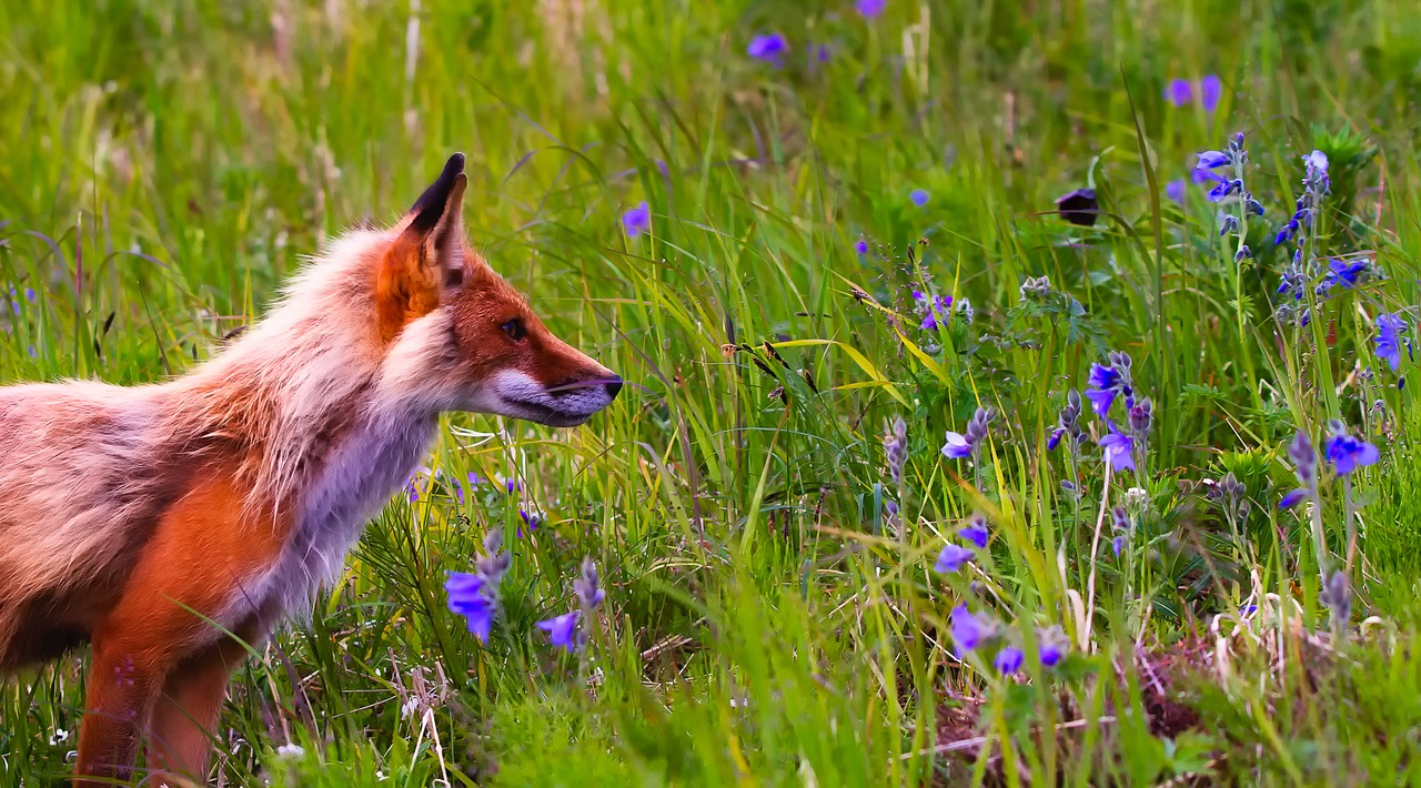 fox animal wildlife free photo