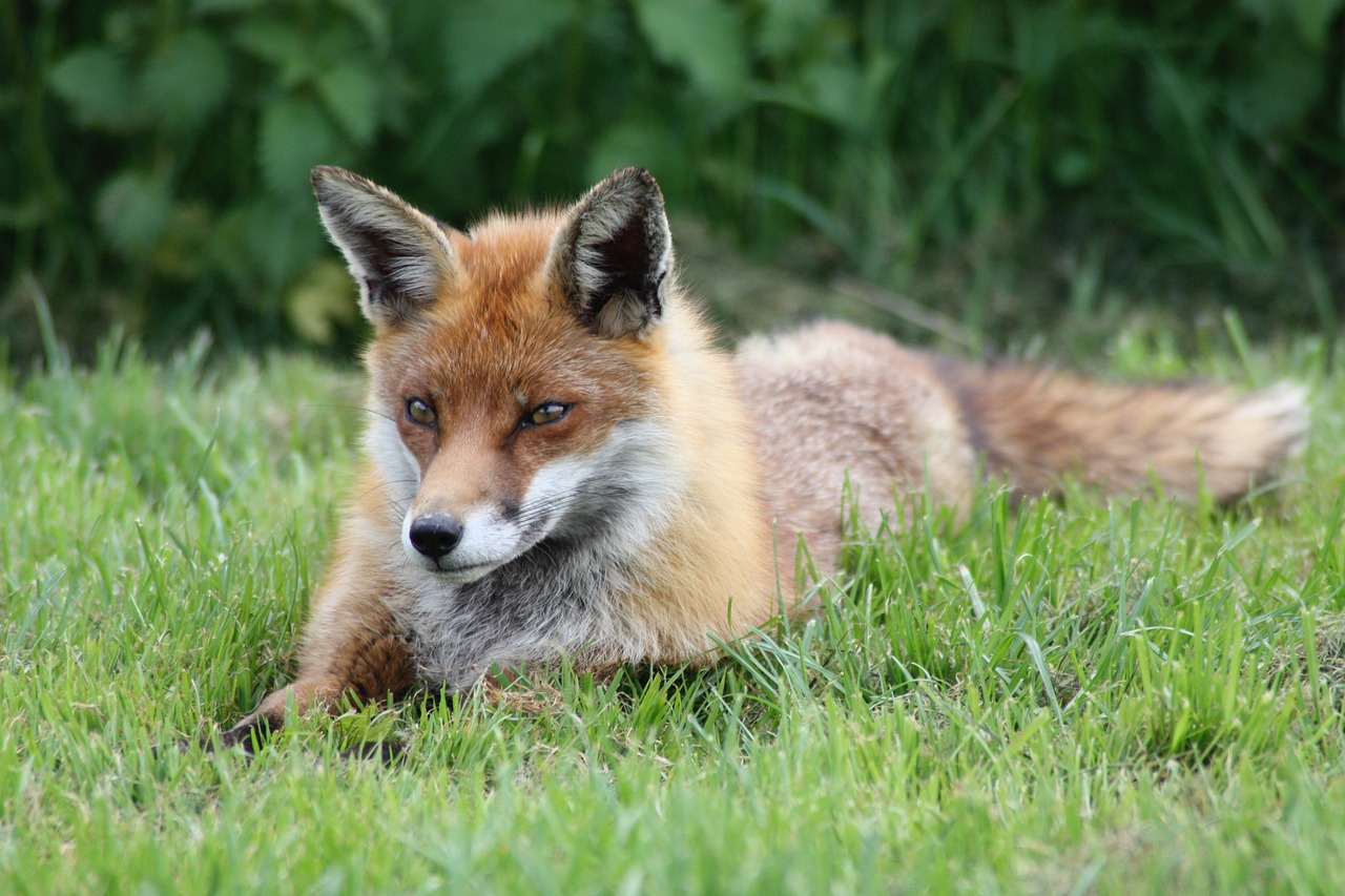 fox cunning animal free photo
