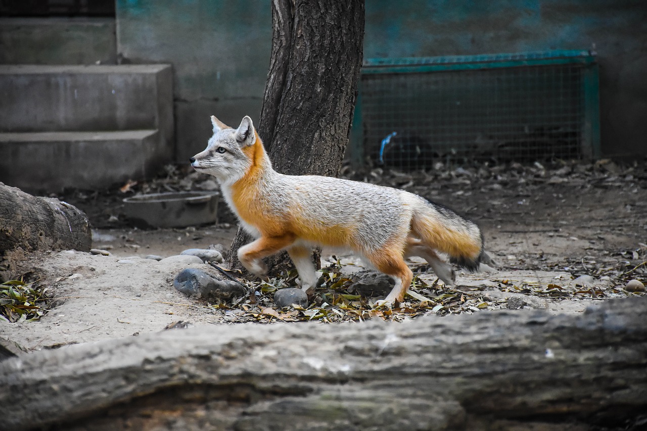 fox animal photography free photo